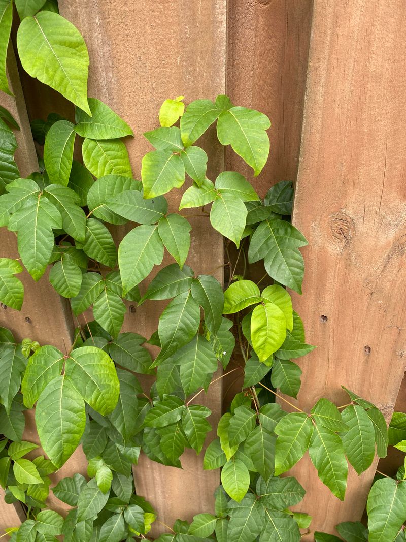 Delayed Reactions Can Make Identification Tricky