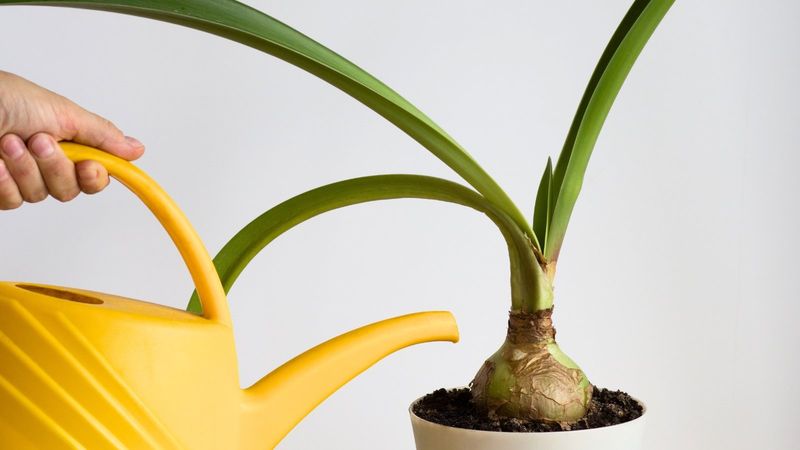 Feed With Balanced Fertilizer For Strong Stems