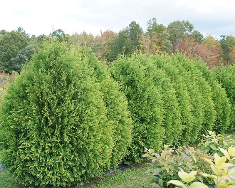 Choose The Right Planting Location Initially