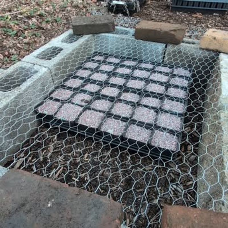 Plant Seeds During January Through February For Best Virginia Results