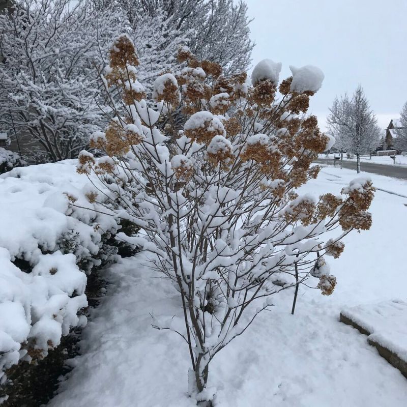 Delay Pruning Until Spring