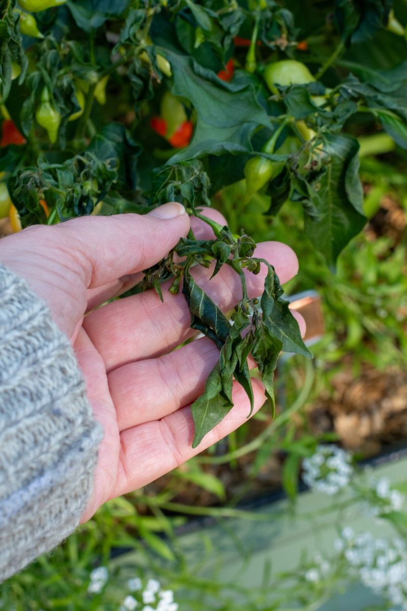 Harvest Tender Vegetables Before The Freeze Hits