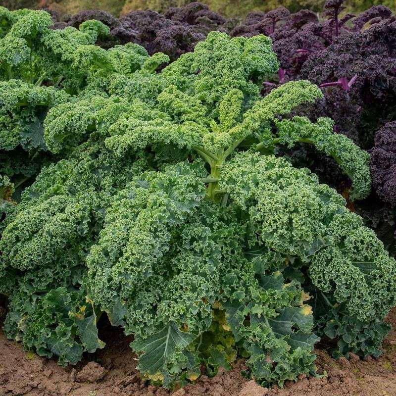 Select Hardy Varieties Specifically Bred For Cold Tolerance