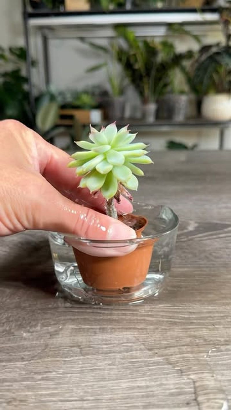 Pick Soil Made For Succulents Only