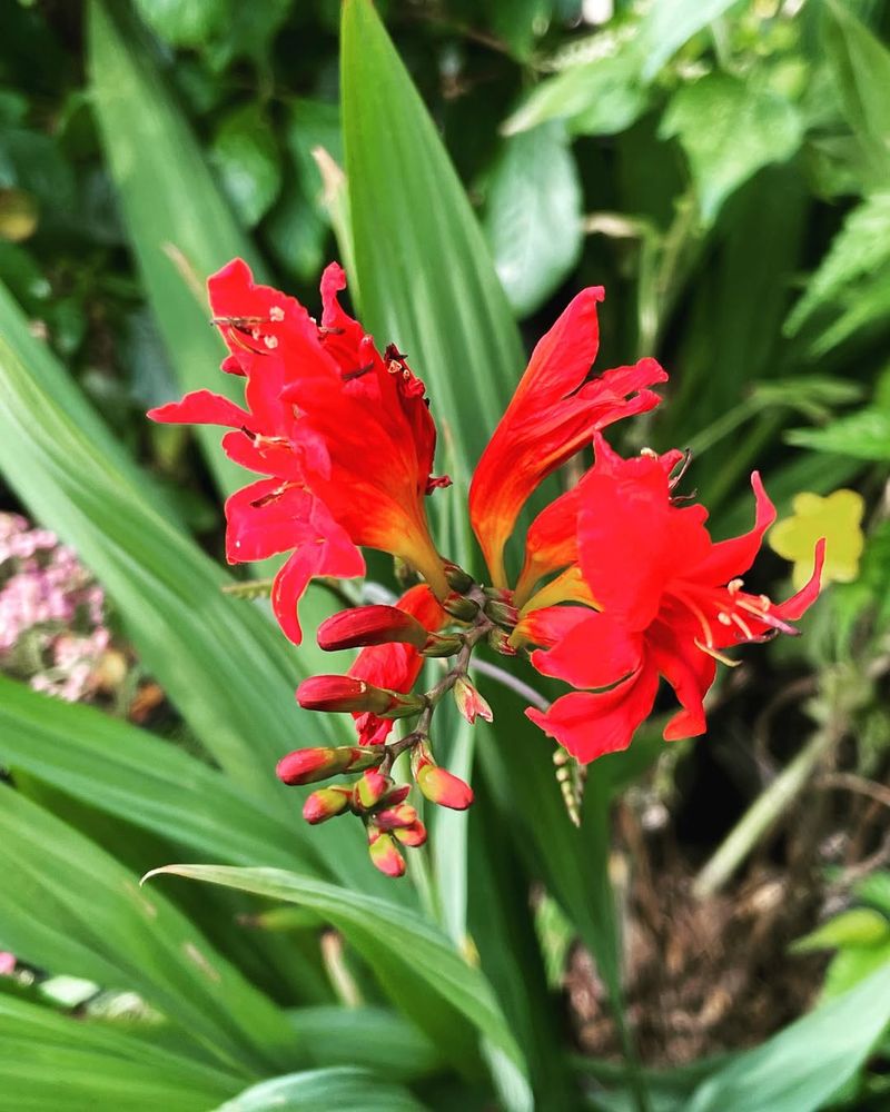 Plant Red Flowers That Handle Full Sun