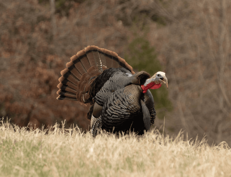 Report Aggressive or Problematic Turkeys