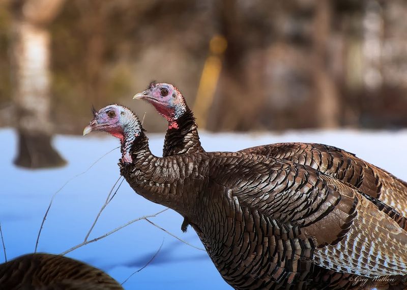 Protect Your Pets From Turkey Encounters