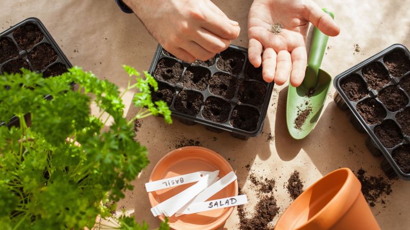 Save And Exchange Seeds With Fellow Gardeners