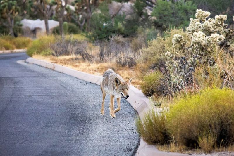 Remove Pet Food And Outdoor Attractants Immediately