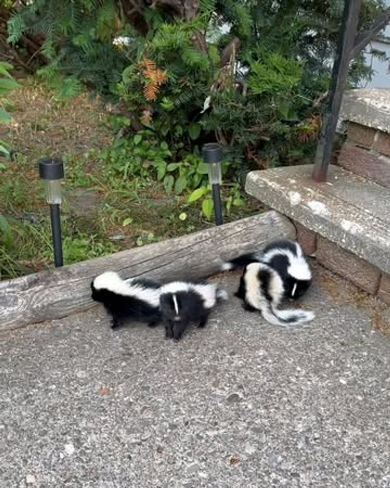 Remove All Food Sources From Your Yard