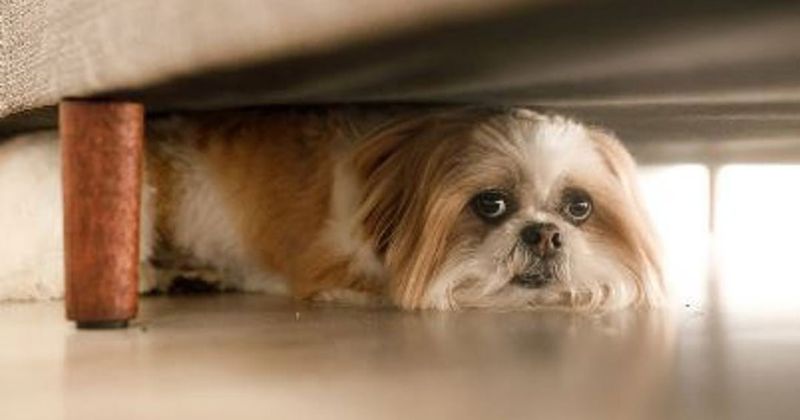 Secure Your Pets Indoors Immediately