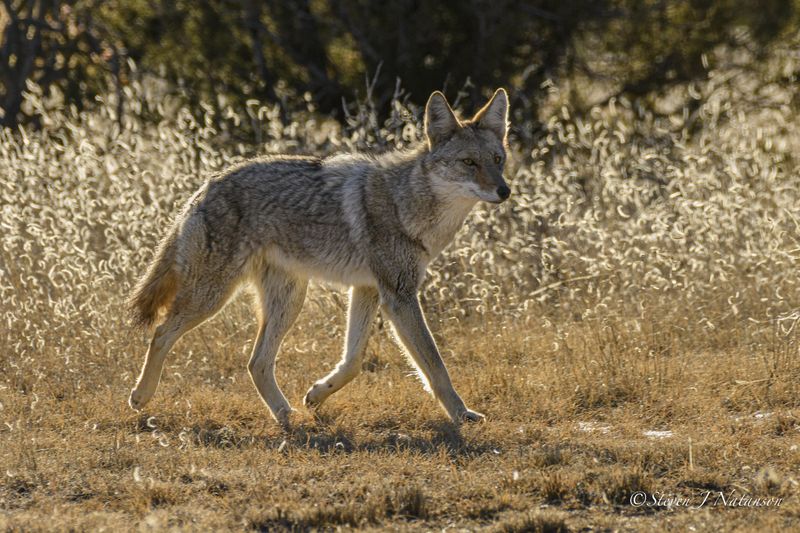 Throw Objects Near (Not At) The Coyote