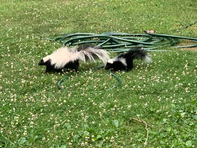 Install Motion-Activated Sprinklers