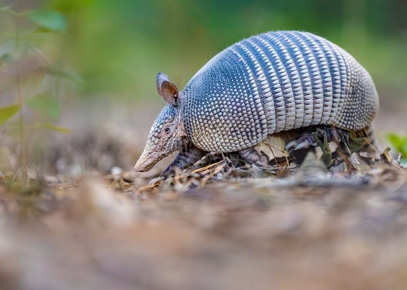 Apply Natural Repellents