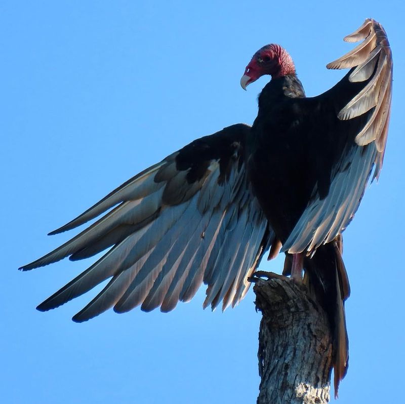 Hang Reflective Tape And Shiny Objects