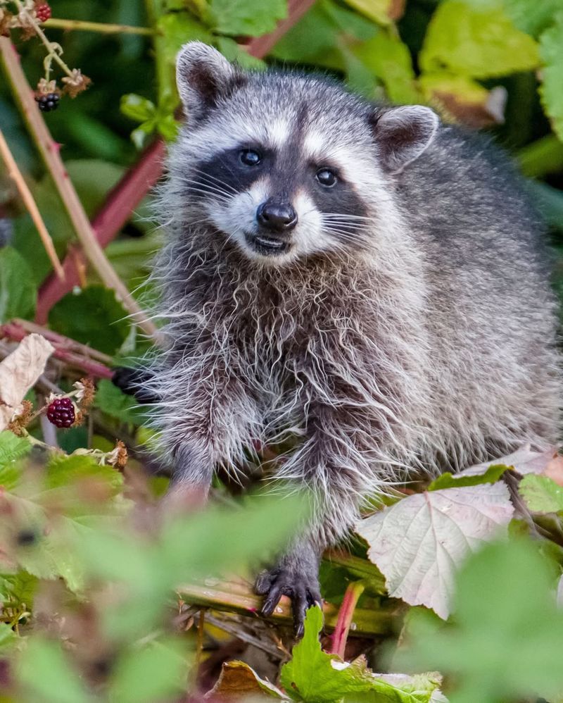 Educate Your Household About Raccoon Safety