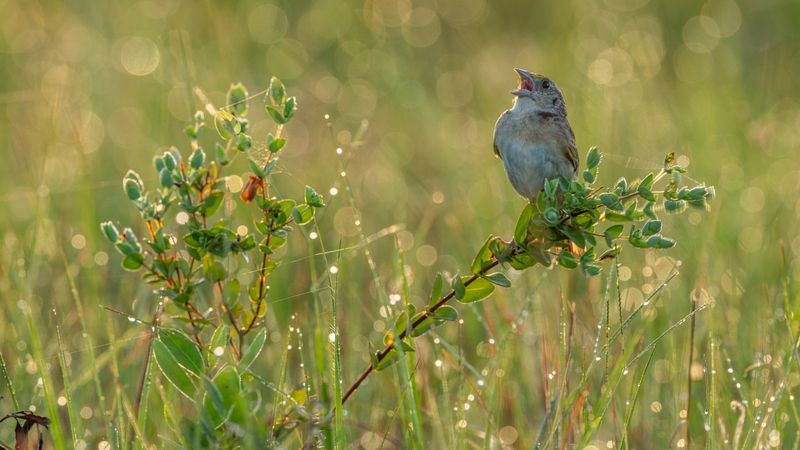 Add Nesting Boxes And Roosting Spaces
