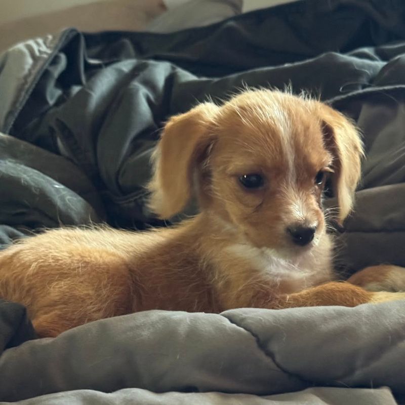 Bring Pets Indoors Immediately And Securely