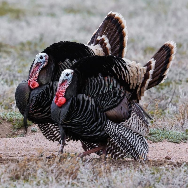 Protect Gardens, Lawns, And Vehicles