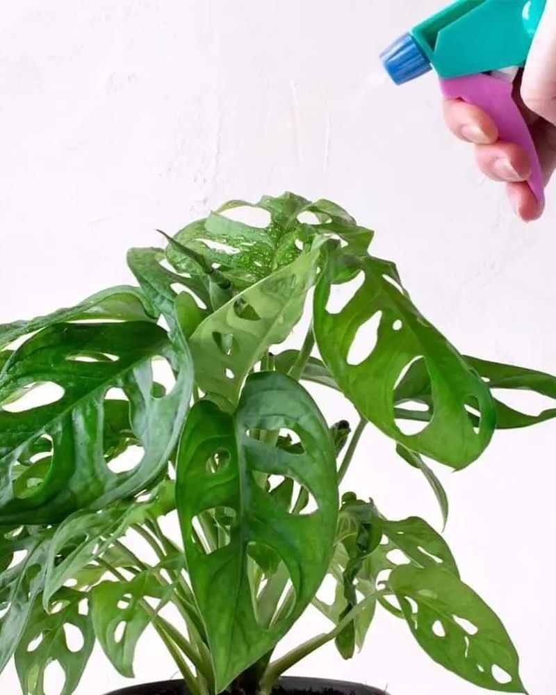 Mist Your Plants Regularly With Room-Temperature Water
