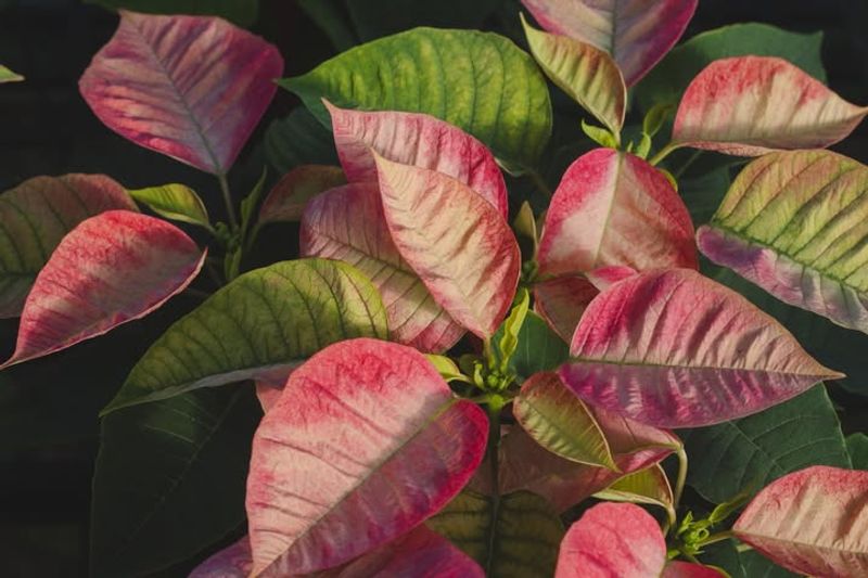 Mist Leaves Regularly with Room-Temperature Water