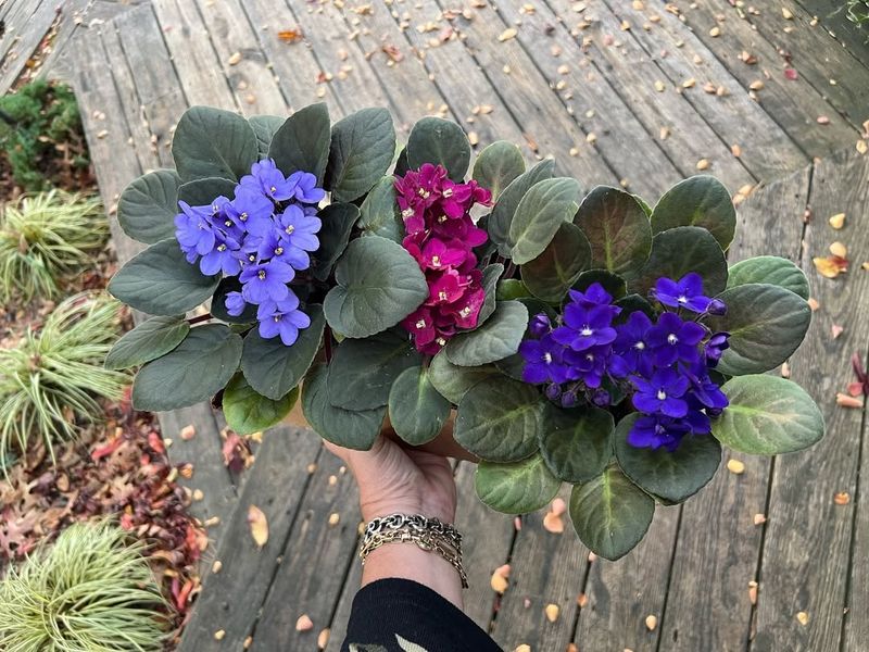 Increase Humidity Levels