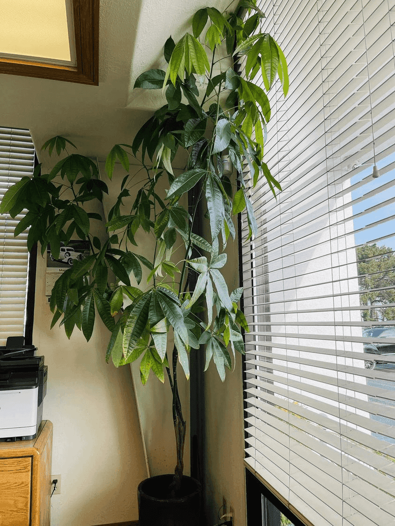 Water Thoroughly Until Drainage Holes Release Excess