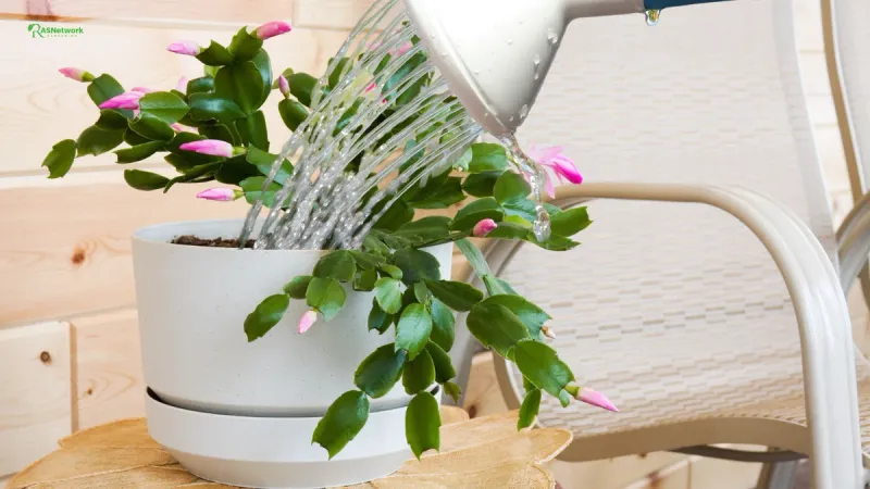 Water Thoroughly Until It Drains From The Bottom