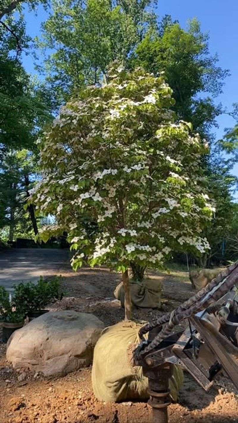 Make Proper Cuts at the Branch Collar
