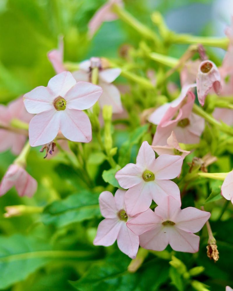 Feature Night-Blooming Nicotiana In Evening Gardens