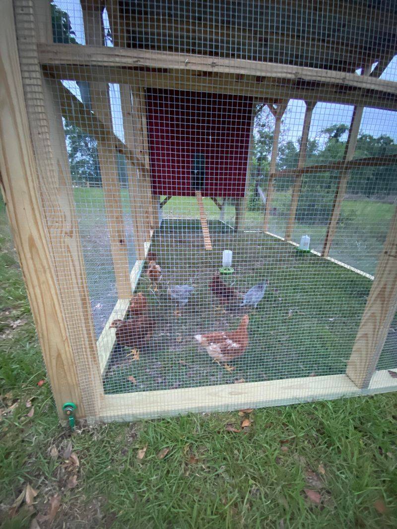 Build Covered Runs For Chickens And Small Animals
