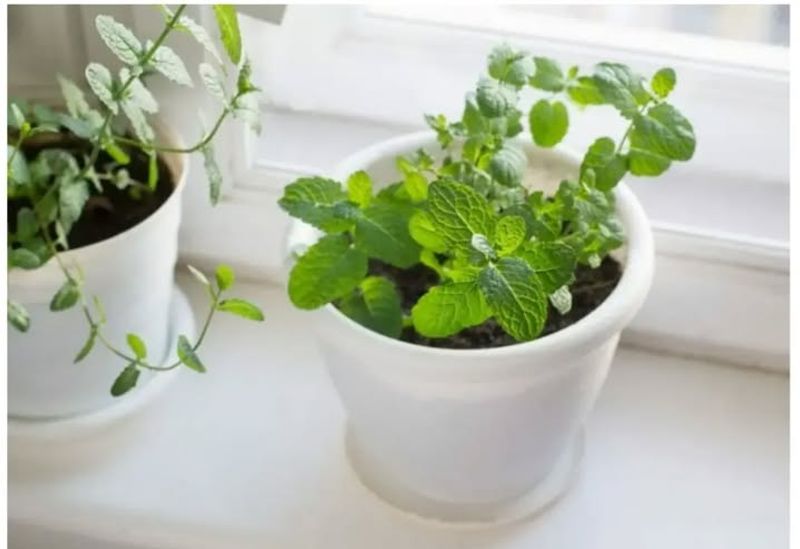 Feed Sparingly With Diluted Fertilizer For Winter Nutrition