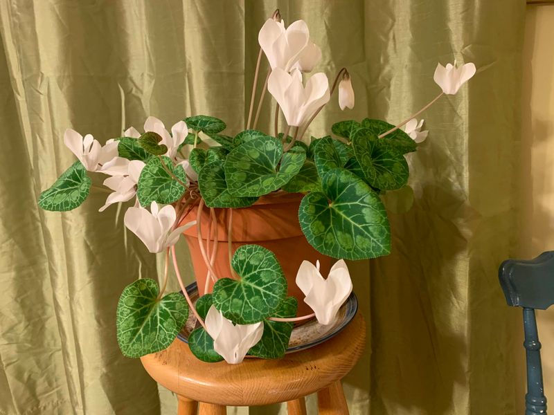 Maintain Cool Temperatures for Longer Blooms