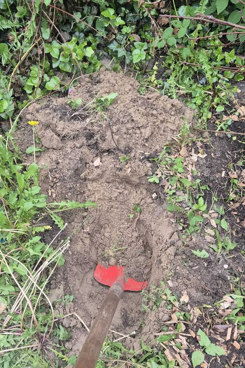 Prepare Soil with Organic Matter