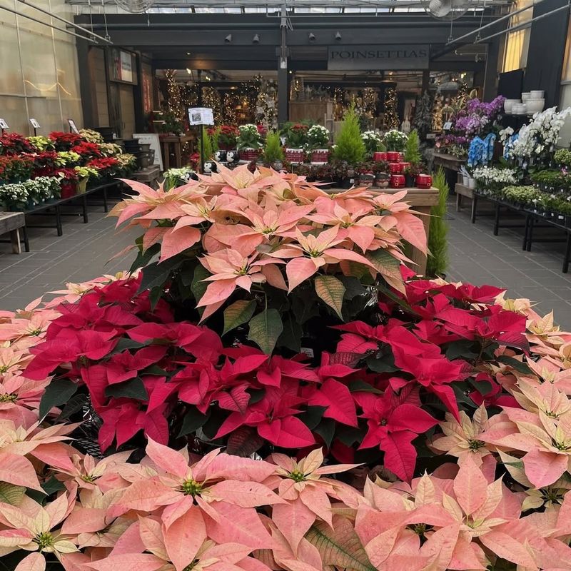 Available In More Than Just Red