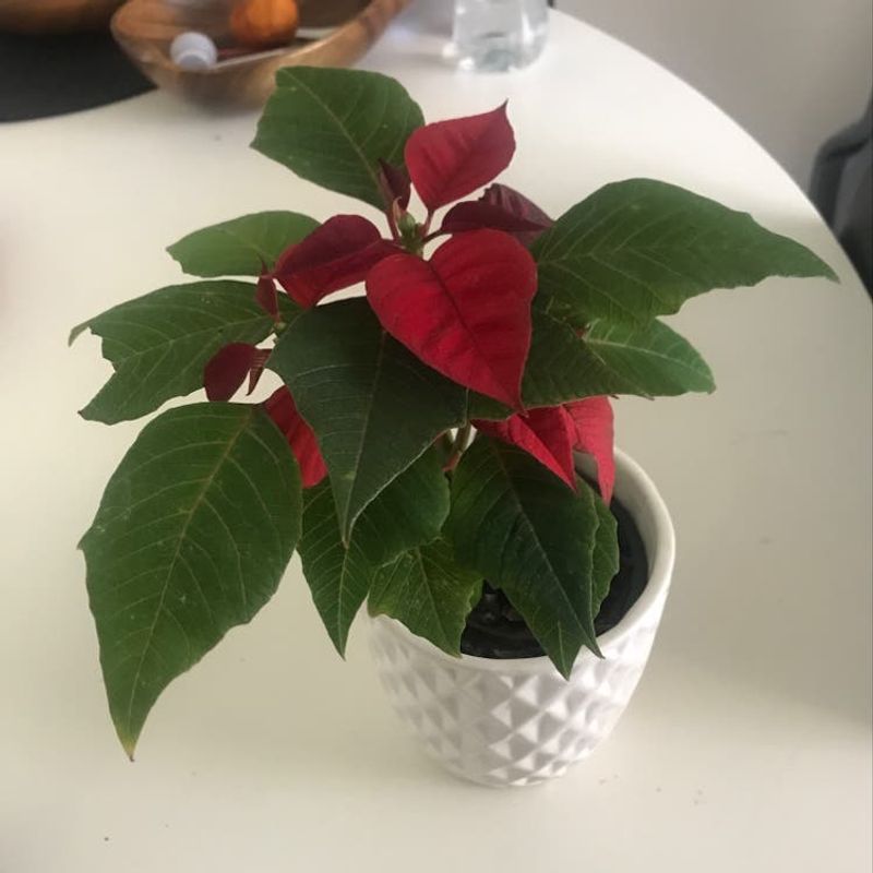 Neglecting To Check For Pests That Hide Under Leaves