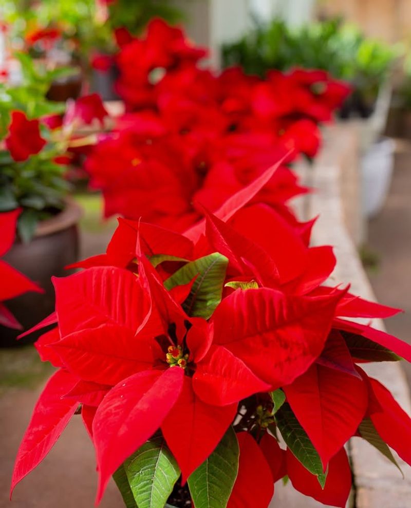 Positioning Plants Near Drafty Arizona Doorways