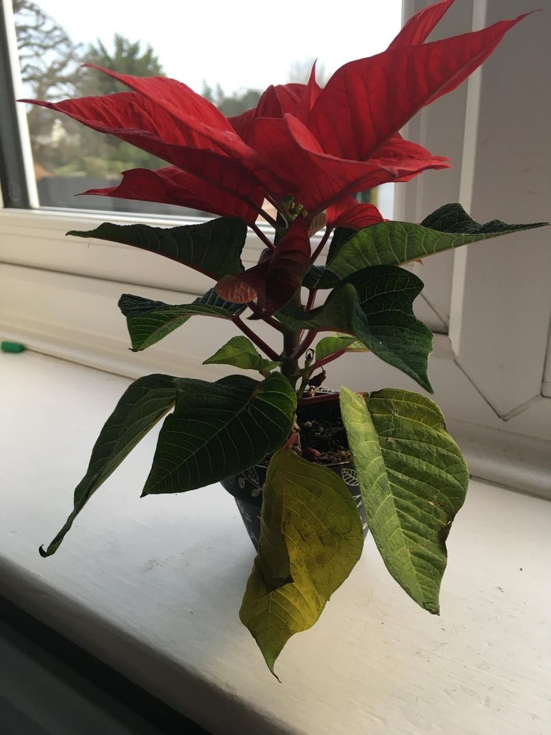 Neglecting To Remove Damaged Leaves Promptly