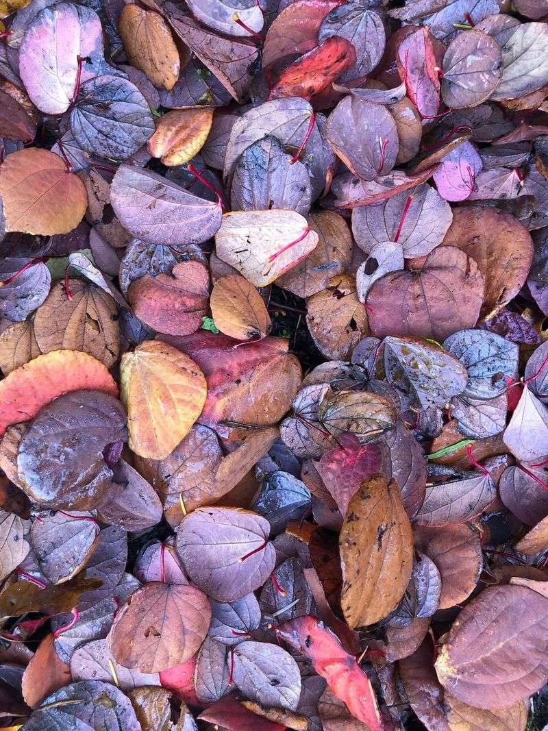 Leaving Diseased Plant Material