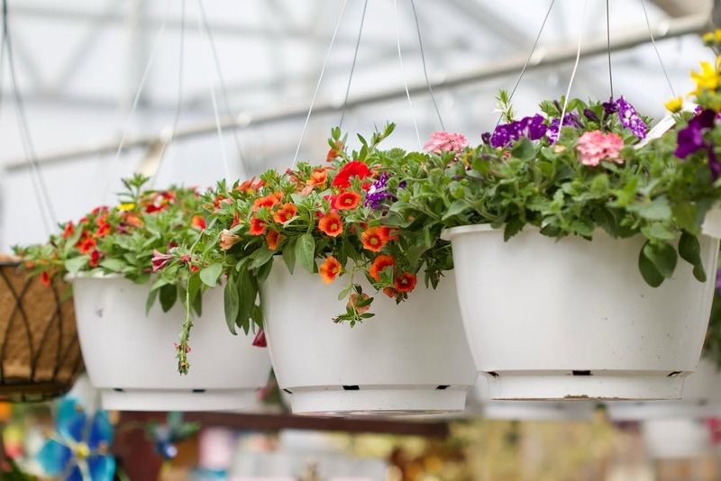 Incorporating Hanging Plants for Vertical Impact