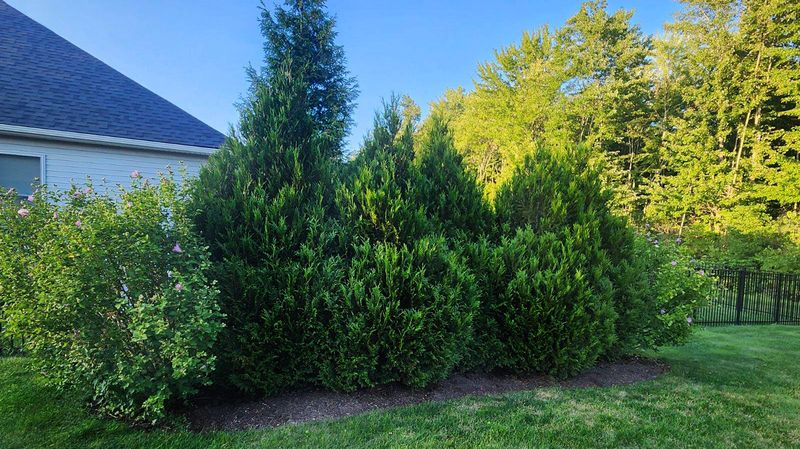 Establishing Evergreen Windbreaks That Double As Sound Screens