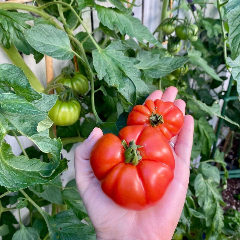 Stressing Plants With Inconsistent Care And Neglect