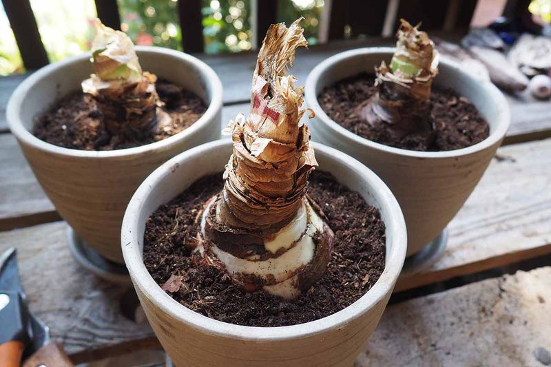 Positioning The Bulb Above The Soil Line