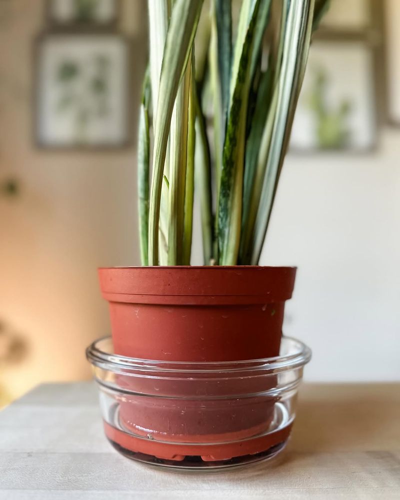 Watering From Above Instead Of Bottom Watering