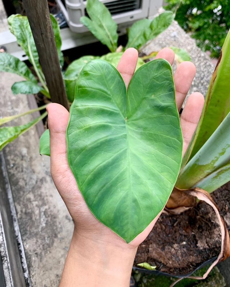 Not Accounting for Plant Maturity Levels