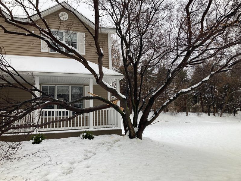Overlooking Tree Trimming Near the House