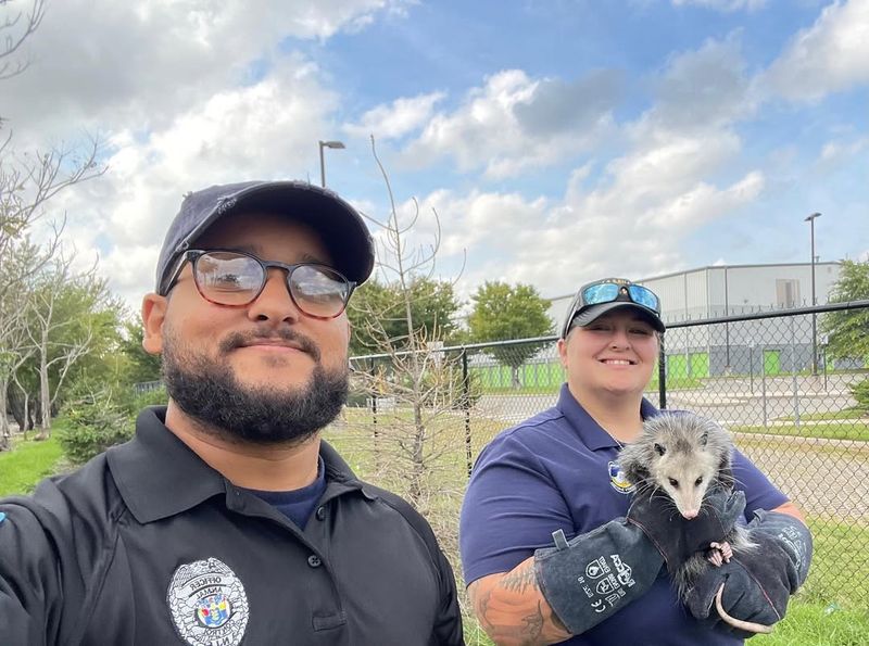 Professional Wildlife Control May Be Required For Certain Situations