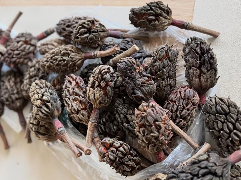 Why Dried Plants And Seed Heads Are Back In Style
