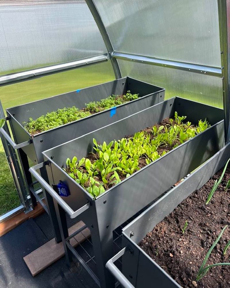 Growing Greens In Raised Beds For Better Drainage