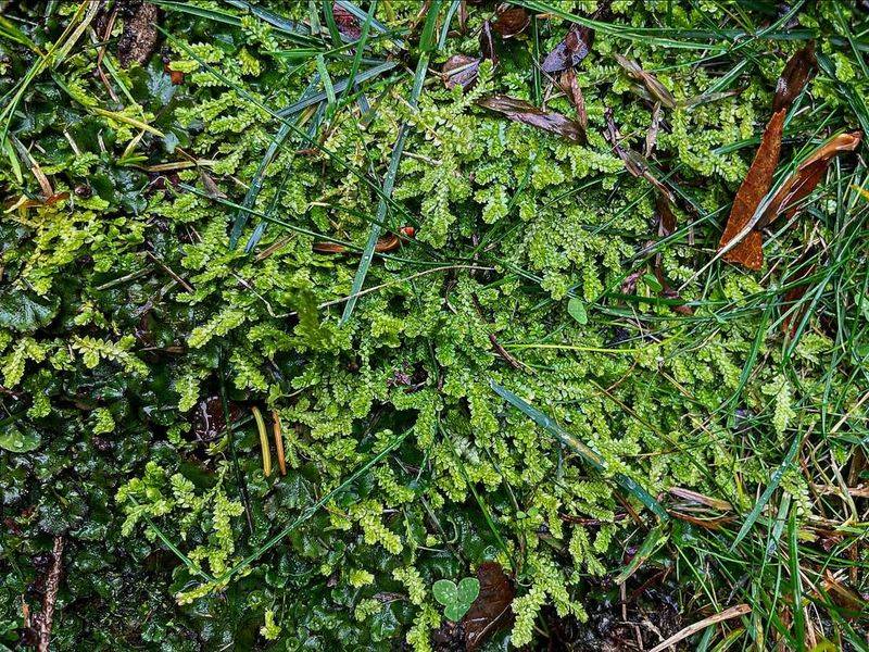 Stabilizing Rain Garden Perimeters